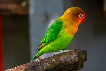 OLYMPUS DIGITAL CAMERAFischer's lovebird (Agapornis fischeri) is a small parrot species of the genus Agapornis