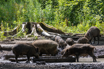 Wild boar (Sus scrofa) in the forest