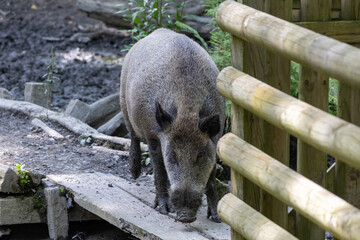 Wild boar (Sus scrofa) in the forest