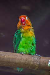 OLYMPUS DIGITAL CAMERAFischer's lovebird (Agapornis fischeri) is a small parrot species of the genus Agapornis