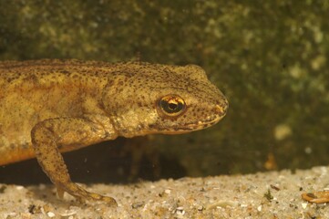 Closeup on a male Carpathian newt, Lissotriton montandoni underwater