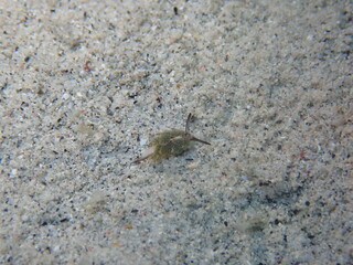 Sea slugs are called the jewels of the sea because of their colorful appearance and shape.
ウミウシはその色鮮やかな姿、形から海の宝石と呼ばれています。
