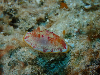 Sea slugs are called the jewels of the sea because of their colorful appearance and shape.
ウミウシはその色鮮やかな姿、形から海の宝石と呼ばれています。