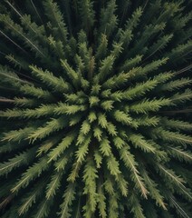 Obraz premium dense collection of fir tree trunks arranged in a circular pattern, groundcover, arrangement, circle