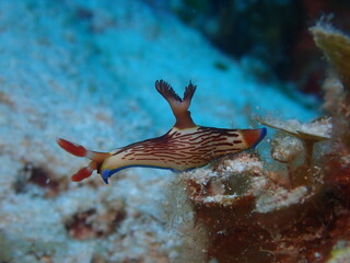 Sea slugs are called the jewels of the sea because of their colorful appearance and shape.
ウミウシはその色鮮やかな姿、形から海の宝石と呼ばれています。