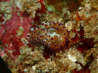 ウミウシはその色鮮やかな姿、形から海の宝石と呼ばれています。