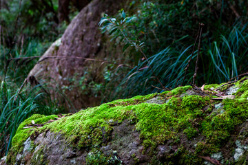 Budawang National Park, New South Wales, Australia.