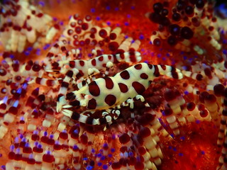 ウミウシはその色鮮やかな姿、形から海の宝石と呼ばれています。