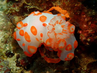ウミウシはその色鮮やかな姿、形から海の宝石と呼ばれています。