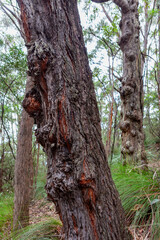 Budawang National Park, New South Wales, Australia.