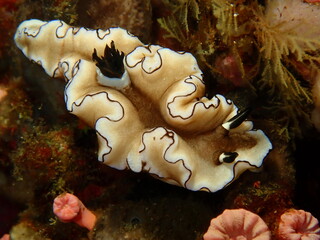 ウミウシはその色鮮やかな姿、形から海の宝石と呼ばれています。