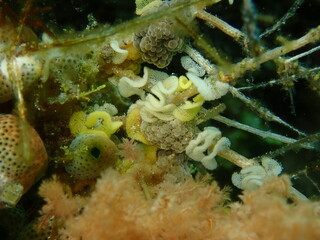Sea slugs are called the jewels of the sea because of their colorful appearance and...