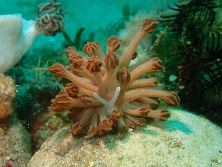 ウミウシはその色鮮やかな姿、形から海の宝石と呼ばれています。