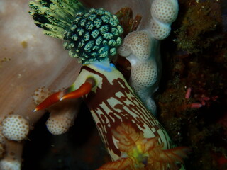 ウミウシはその色鮮やかな姿、形から海の宝石と呼ばれています。