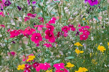 Close-up of colorful flowers with various shapes, including pink petaled, white clustered and yellow bloomed ones in a blurred natural setting Vibrant, fresh appearance due to lighting