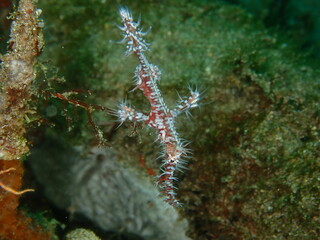 ウミウシはその色鮮やかな姿、形から海の宝石と呼ばれています。