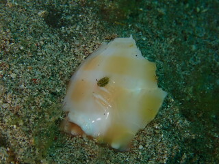 ウミウシはその色鮮やかな姿、形から海の宝石と呼ばれています。