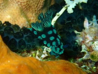 ウミウシはその色鮮やかな姿、形から海の宝石と呼ばれています。