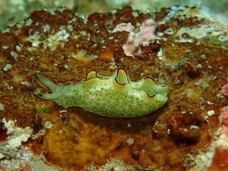 ウミウシはその色鮮やかな姿、形から海の宝石と呼ばれています。