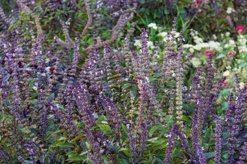 Close-up image of a lavender plant with purple, elongated flowers and lush green foliage Varying intensities of purple color among the flowers Blurred background suggests a garden or cultivated are
