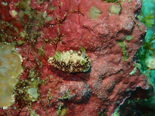Sea slugs are called the jewels of the sea because of their colorful appearance and...