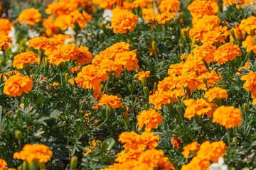 A vibrant, well-maintained garden or park setting features a bed of orange flowers resembling French marigolds with full, round blooms The rich, warm orange color contrasts beautifully against the g