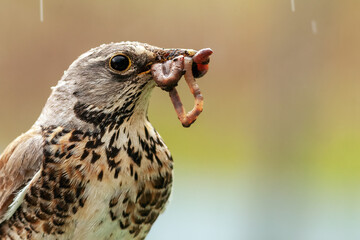 blackbird holds worm in its beak, close-up