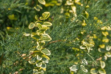 Close-up photograph of a yellow-leafed plant, with vibrant, fresh or changing leaves, distinct veining and edges, central stem, surrounding green foliage, natural light, outdoor setting, no text