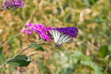 A small, yellow butterfly perches on a multi-layered purple flower in an outdoor setting The flower is part of a bush or garden with surrounding green foliage The background is softly blurred and t