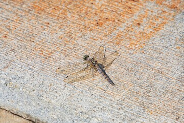 A dragonfly rests on a weathered outdoor structure, wings spread, against a textured background with signs of age and rust