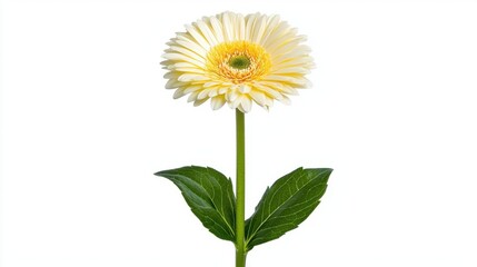 Fototapeta premium A photostock of a white lily flower in full bloom, isolated on a clean white background, perfect for floral, wedding, or sympathy-themed projects. High Quality