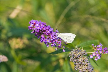 Close-up of a white butterfly on a purple flower, sharp focus with blurred background, likely achieved through shallow depth of field