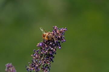 A close-up image of a bee on a lavender flower, interacting with nature through pollination