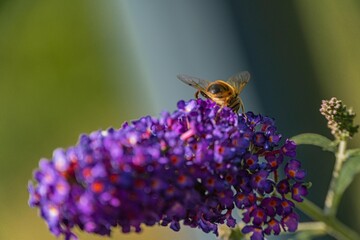 Close-up of a bee foraging on purple flowers, with emphasis on its striped body and antennae The blurred background highlights the interaction between insect and flora, suggesting the role of bees a