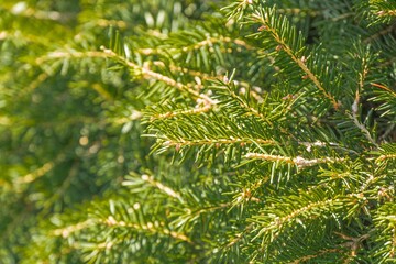 Close-up of autumnwinter evergreen foliage, dense, healthy, with hints of yellow and brown needles Shallow depth of field effect, naturalistic style, capturing texture and color variation within th