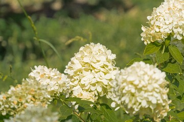 Image shows a cluster of small, dainty white babys breath Gypsophila flowers on thin stems with green leaves, possibly growing in an outdoor garden or wild area The photograph is naturalistic and