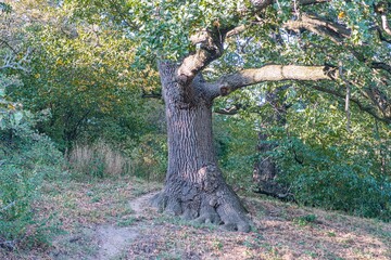 Fototapeta premium A mature tree with a twisted trunk, lush foliage, and signs of decay or lichen growth The image captures the tree in a forest during active plant growth possibly spring or summer Lighting highlig