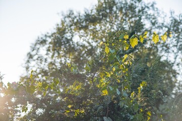 Close-up view of green leaves filtered by sunlight, creating a patterned effect with light and shadow Focus on texture and lighting effects in a naturalistic style