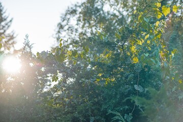 Tranquil forest scene with backlit foliage, possibly autumn or late afternoon Shallow focus in the background gives an ethereal quality, no human elements visible
