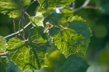 Close-up image of green leaves with intricate veining, sharp focus on leaf structures, sunlight filtering, textured leaf surfaces, shallow depth of field, naturalistic aesthetic, typical of botanical