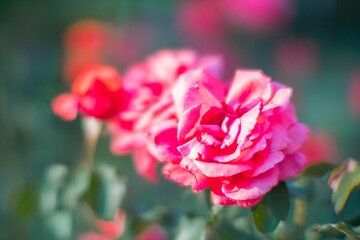 Close-up photograph of two fully opened pink flowers, with hints of other blossoms in the background Depth suggested by various stages of blooming Set in a garden or natural environment, with green