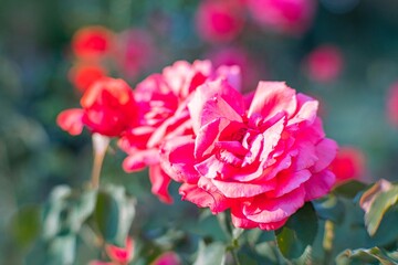 Close-up of pink, unopened multi-layered flowers against a blurred background Bright, vibrant, partially bloomed flowers with hints of green foliage at the bottom Soft natural light illuminates the