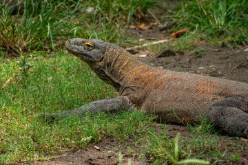 The Komodo dragon (Varanus komodoensis), also known as the Komodo monitor, is a large reptile of...