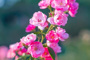 Close-up image of a cluster of pink flowers with full blooms, growing in an outdoor garden or natural setting Shallow depth of field emphasizes the beauty of the blooms