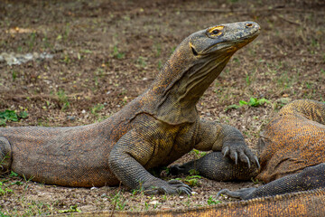Fototapeta premium The Komodo dragon (Varanus komodoensis), also known as the Komodo monitor, is a large reptile of the monitor lizard family Varanidae that is endemic to the Indonesian islands of Komodo