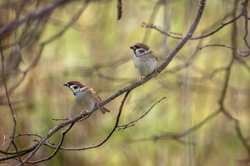 2 Feldsperlinge (Passer montanus) sitzen auf einem Ast