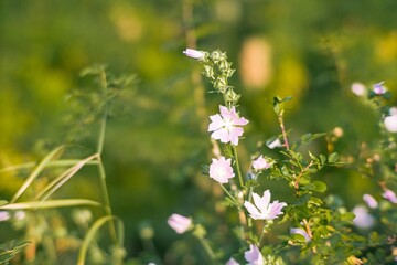 Close-up image of a pale purple wildflower with delicate petals and lush green foliage, thriving in...