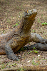 Fototapeta premium The Komodo dragon (Varanus komodoensis), also known as the Komodo monitor, is a large reptile of the monitor lizard family Varanidae that is endemic to the Indonesian islands of Komodo