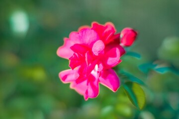 Obraz premium Close-up photograph of a healthy pink rose against natural greenery, showcasing various shades of pink and soft lighting