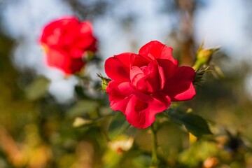 Close-up of two red roses with buds, full bloom, vibrant color, intricate patterns on petals, green leaves, natural contrast, outdoor setting, garden or field environment, blurred background, daytime